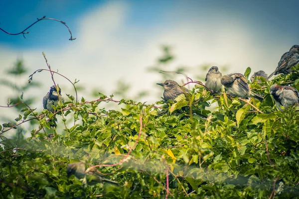 Pájaros Gorriones Estorninos Alimentándose Jardín Tiro Cerca — Foto de Stock