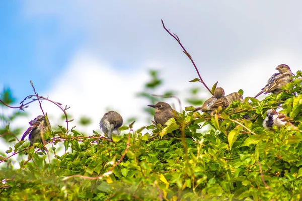 Vögel Sperlinge Und Stare Beim Fressen Garten Nahaufnahme — Stockfoto