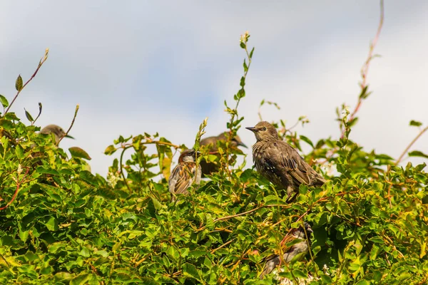 Pájaros Gorriones Estorninos Alimentándose Jardín Tiro Cerca — Foto de Stock