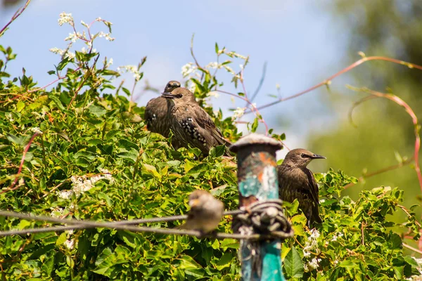 Pássaros Pardais Estorninhos Alimentando Jardim Tiro Perto — Fotografia de Stock