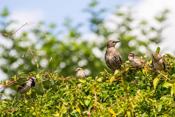 Pássaros Pardais Estorninhos Jardim Casa Tiro Perto — Fotografia de Stock