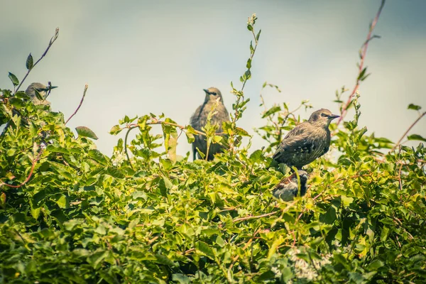 Pájaros Gorriones Estorninos Alimentándose Jardín Tiro Cerca — Foto de Stock