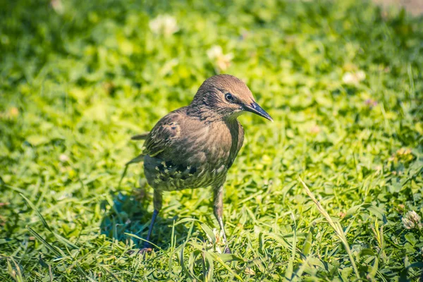 Oiseaux Moineaux Étourneaux Nourrissant Dans Jardin Gros Plan — Photo