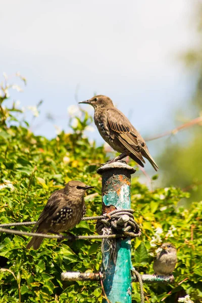 Păsări Vrăbii Starlings Hrănesc Grădină — Fotografie, imagine de stoc