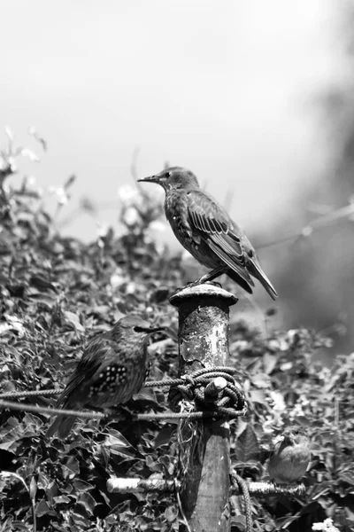 Common Garden Birds Great Britain Sparrows Starlings — Stock Photo, Image