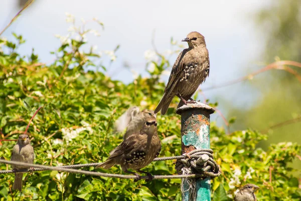 Păsări Vrăbii Starlings Hrănire Grădină Aproape Împușcat — Fotografie, imagine de stoc