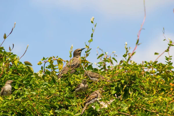 Pájaros Gorriones Estorninos Alimentándose Jardín Tiro Cerca — Foto de Stock