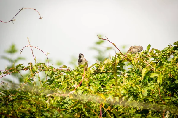 Oiseaux Moineaux Étourneaux Nourrissant Dans Jardin Gros Plan — Photo