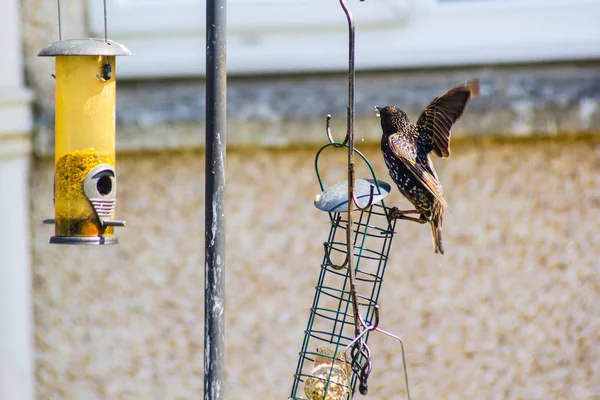 Birds Sparrows Starlings Feeding Garden — Stock Photo, Image
