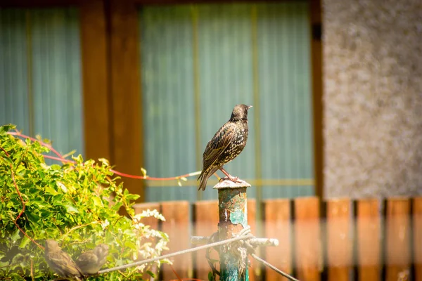 Oiseaux Moineaux Étourneaux Dans Jardin Maison Gros Plan — Photo