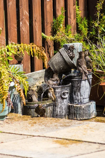 Pássaros Jardim Bebendo Água Salpicando Jardim Casa — Fotografia de Stock