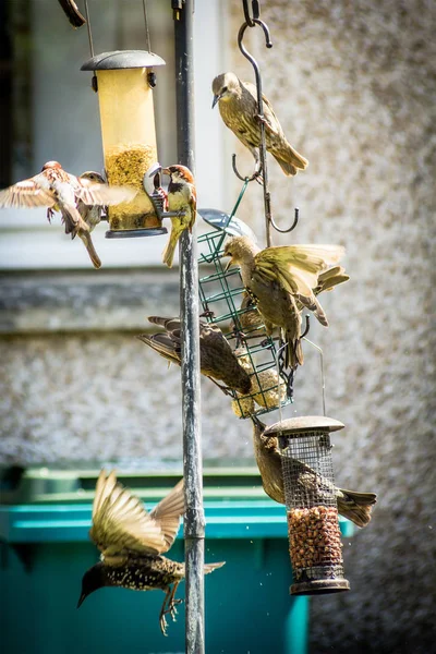 Pájaros Gorriones Estorninos Jardín Del Hogar Cerca Disparo — Foto de Stock