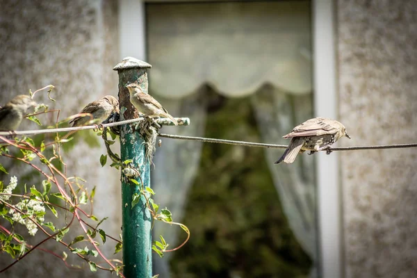 Oiseaux Moineaux Étourneaux Nourrissant Dans Jardin — Photo