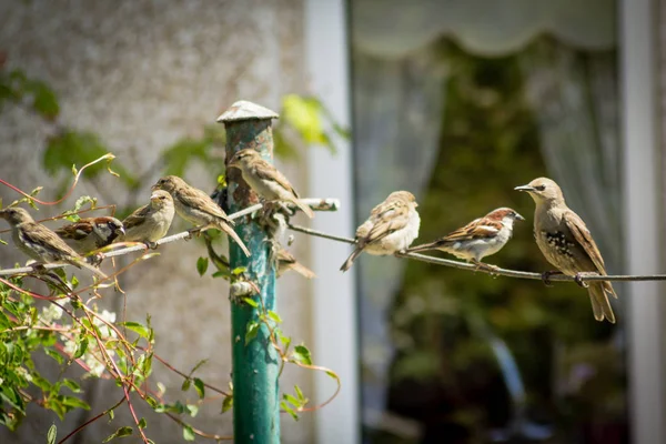 Pájaros Gorriones Estorninos Jardín Del Hogar Cerca Disparo — Foto de Stock