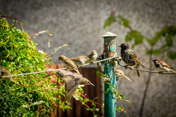 Păsări Vrăbii Starlings Hrănire Grădină — Fotografie, imagine de stoc