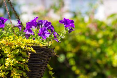 Güzel, koyu mor Petunya asılı sepeti