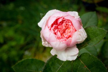 Güzel pembe gül, Alnwick Rose, yakından atış