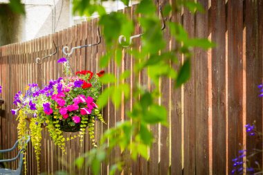 Güzel petunyaların ve çite asılı sepette meşgul lizzy