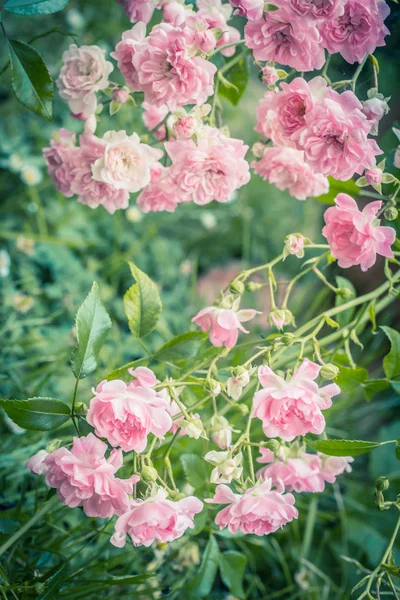 Rose Rosa Pallide Vicino Giardino — Foto Stock