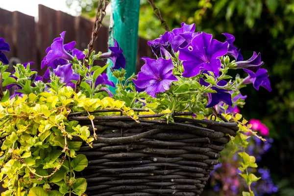 Vacker Mörk Violett Petunia Hängande Korg Hem Trädgård — Stockfoto