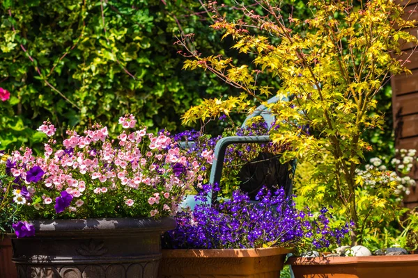 Schöne Sommerblumen Heimischen Garten — Stockfoto