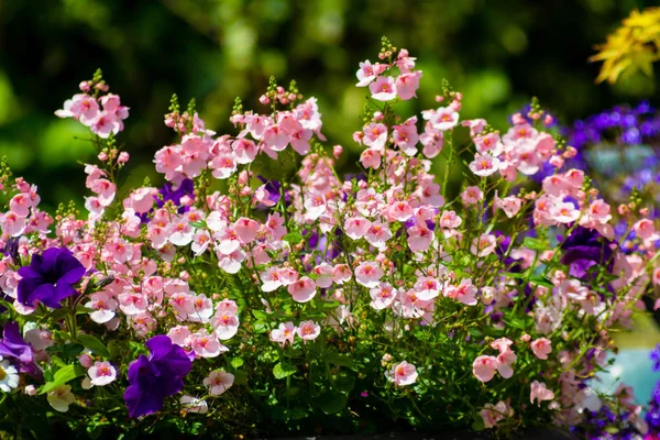 Krásné Letní Květiny Domácí Zahradě — Stock fotografie