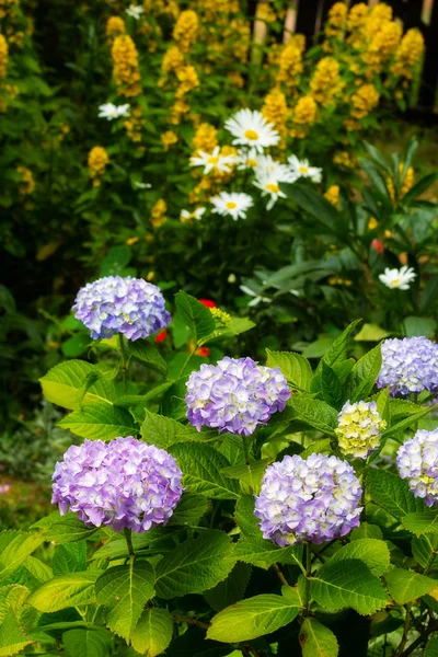 美丽的 夏天的花朵在家庭花园 蓝色的绣球和牵牛花 — 图库照片