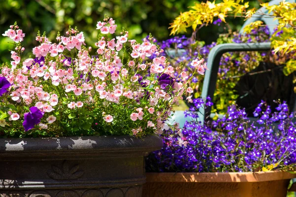 Vacker Sommarträdgård Med Fantastiska Blossom Stora Blomkrukor — Stockfoto