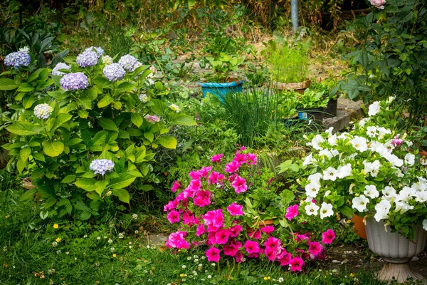 美しい 家の庭 青いアジサイ ペチュニアの夏の花 — ストック写真