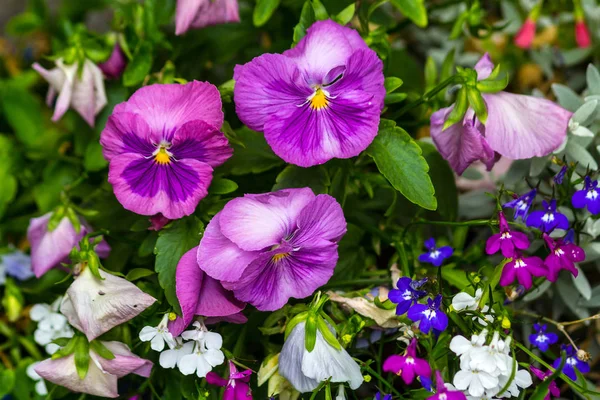 Güzel Parlak Renkli Hercai Menekşe Bahçede Yakın Çekim — Stok fotoğraf
