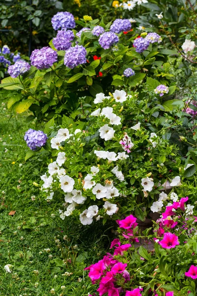 美しい 家の庭 青いアジサイ ペチュニアの夏の花 — ストック写真