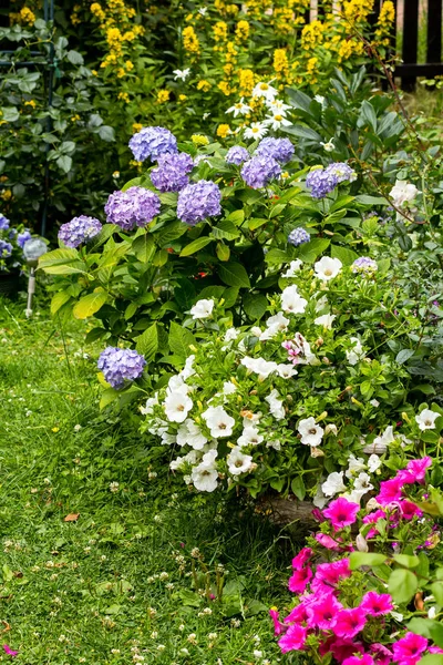 美丽的 夏天的花朵在家庭花园 蓝色的绣球和牵牛花 — 图库照片