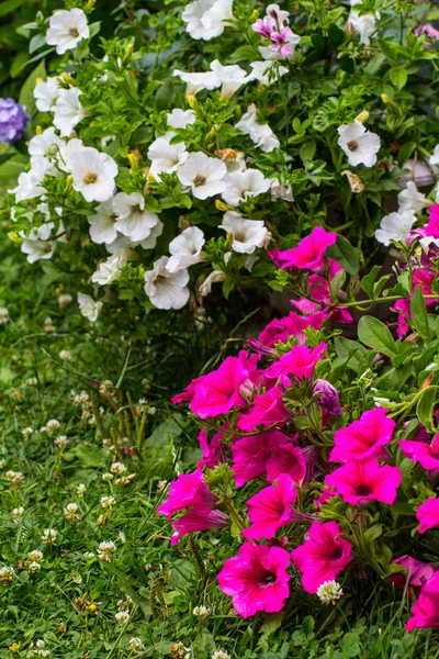 Όμορφη Άνθη Καλοκαίρι Στον Κήπο Σπιτιού Μπλε Ορτανσίες Και Πετούνιες — Φωτογραφία Αρχείου