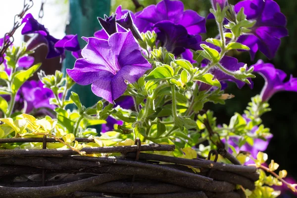 Bonita Escuro Violeta Petúnia Pendurado Cesta Jardim Casa — Fotografia de Stock