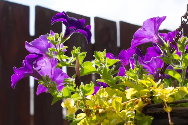 美しい 濃い紫のペチュニアのハンギング バスケット 家の庭で — ストック写真