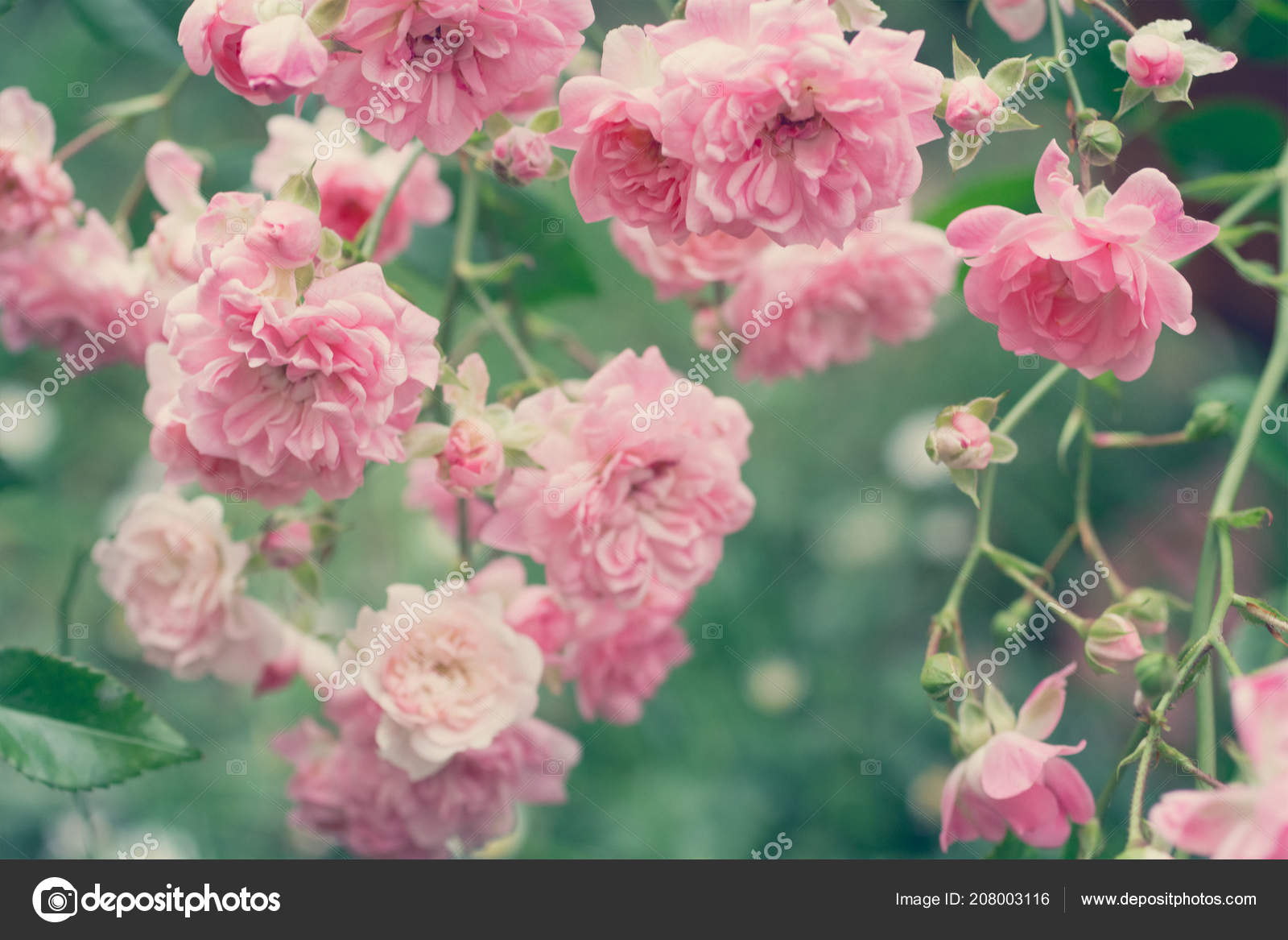 淡いピンクのバラが庭 美しいバラ色の背景のクローズ アップ ストック写真 C Julietart