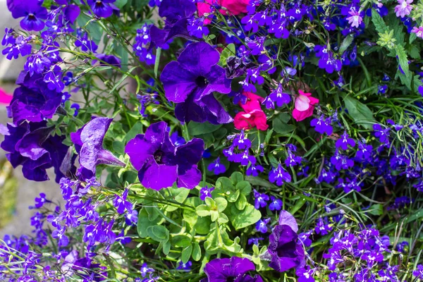 Blaue Lobelie Violette Petunien Und Rosa Floraler Hintergrund — Stockfoto