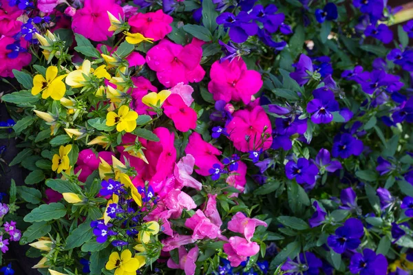 Blå Lobelia Violett Petunia Och Rosa Upptagen Lizzy Blommig Bakgrund — Stockfoto