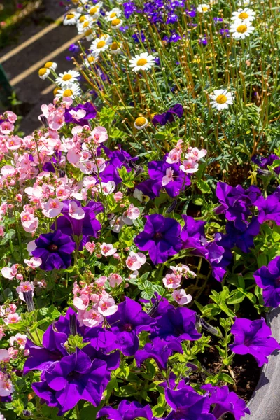 Летние Цветы Большом Цветочном Горшке Фиолетовые Петунии Бледно Розовые Немезии — стоковое фото