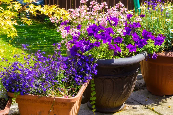 Lindas Flores Verão Vaso Grande Petúnias Violetas Nemesies Rosa Pálido — Fotografia de Stock