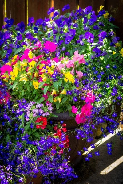 大きな植木鉢に素晴らしい花が咲くと 美しいサマー ガーデン — ストック写真