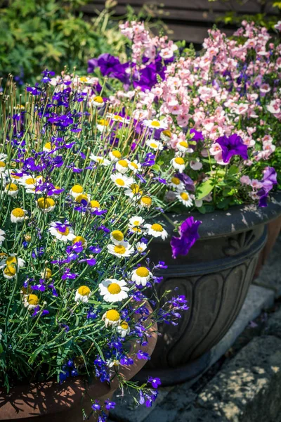 Schöner Sommerlicher Garten Mit Erstaunlicher Blüte Großen Blumentöpfen — Stockfoto