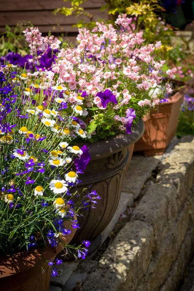 Bellissimo Giardino Estivo Con Fiori Incredibili Grandi Vasi Fiori — Foto Stock