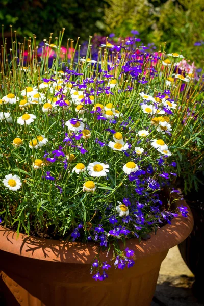 Schöner Sommerlicher Garten Mit Erstaunlicher Blüte Großen Blumentöpfen — Stockfoto