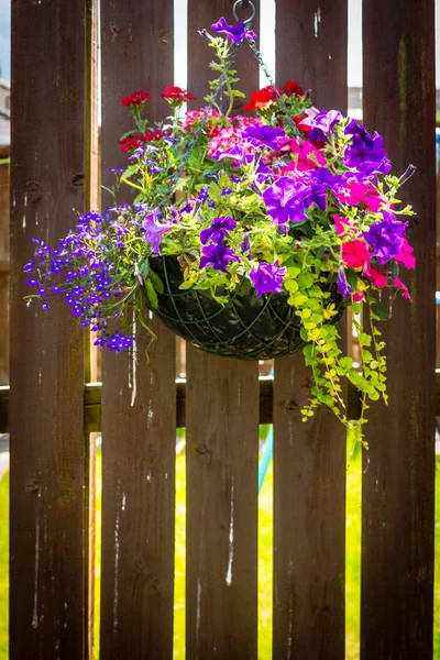 Vacker Mörk Violett Petunia Hängande Korg — Stockfoto