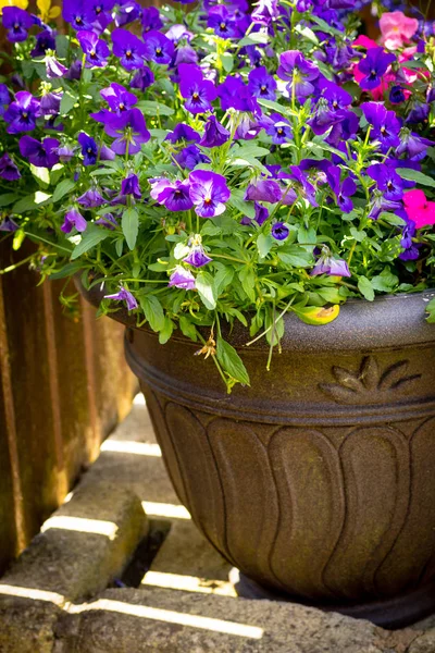 Piękny Letni Ogród Niesamowite Kwitnąć Duże Donice — Zdjęcie stockowe