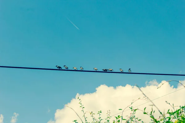 Mavi Gökyüzüne Karşı Kablo Üzerinde Oturan Kuşlar — Stok fotoğraf