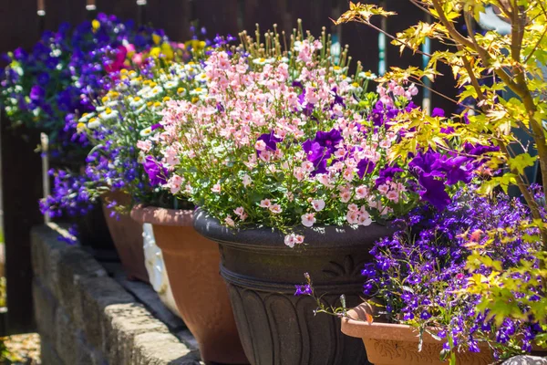Vacker Sommarträdgård Med Fantastiska Blossom Stora Blomkrukor — Stockfoto