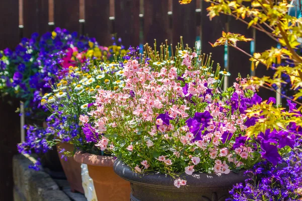 Schöner Sommerlicher Garten Mit Erstaunlicher Blüte Großen Blumentöpfen — Stockfoto