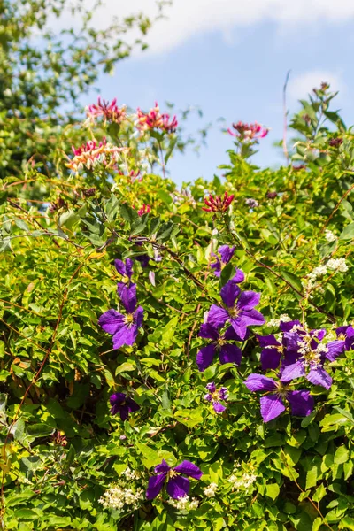 紫色的铁线莲在绿叶之间 关闭在家庭花园 — 图库照片